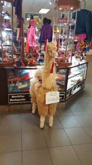 alpaca.jpg